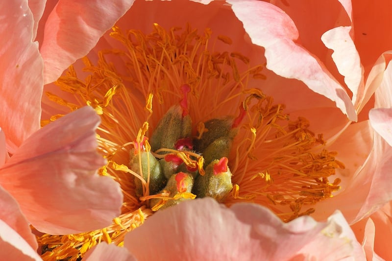Peony Arrangement
